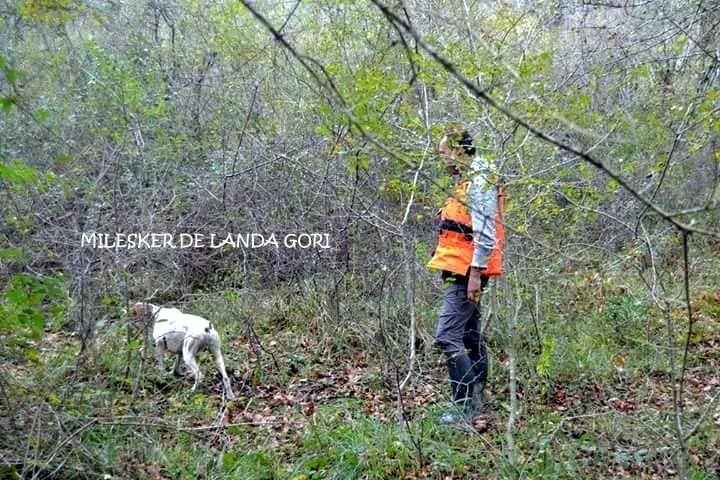 de landa gori - MILESKER DE LANDA GORI . Entraînement concours bécasses ..!