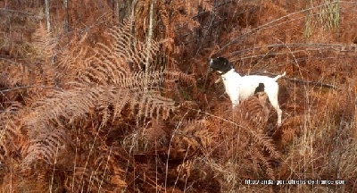 de landa gori - HAKA DE LANDA GORI ...Chasse..!!