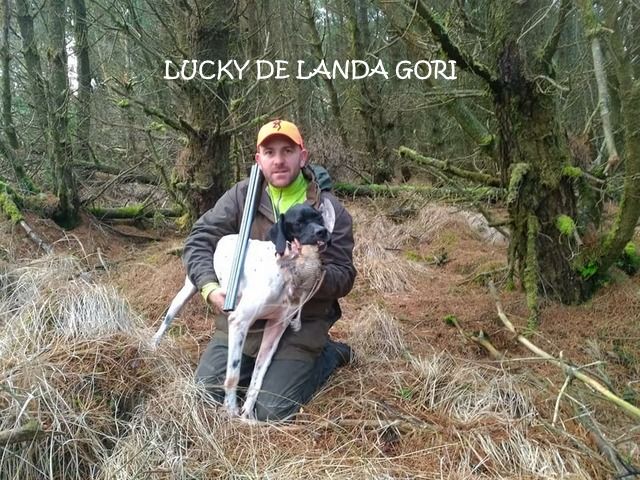 de landa gori - LUCKY DE LANDA GORI :Chasse la bécasse IRLANDE