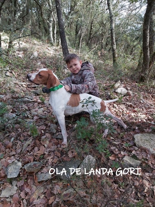 de landa gori - OLA DE LANDA GORI ;Chasse la bécasse HERAULT !