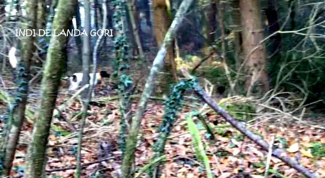 de landa gori - INDI DE LANDA GORI ,chasse entraînement bécasse en Bretagne ..!!