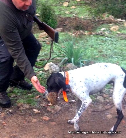 de landa gori - ESKUAL DE LANDA GORI ...Chasse bécasse !!