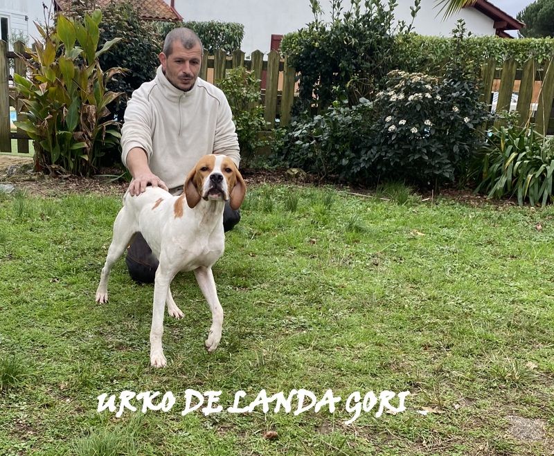 de landa gori - URKO DE LANDA GORI ;Chasse PAYS BASQUE NORD 