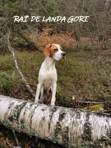 de landa gori - RAÏ DE LANDA GORI : Entraînement chasse bécasses ARDECHE !