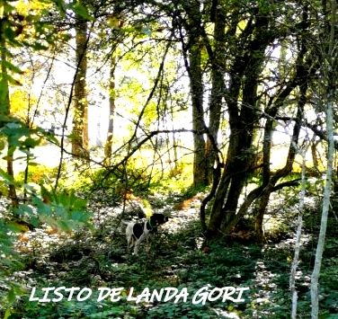 de landa gori - LISTO DE LANDA GORI :Chasse la bécasse en ARDECHE !