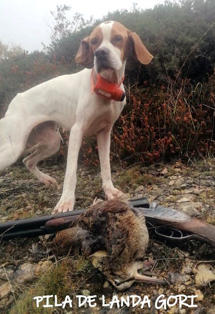 de landa gori - PILA DE LANDA GORI :Chasse bécasse montagne ESPAGNE !