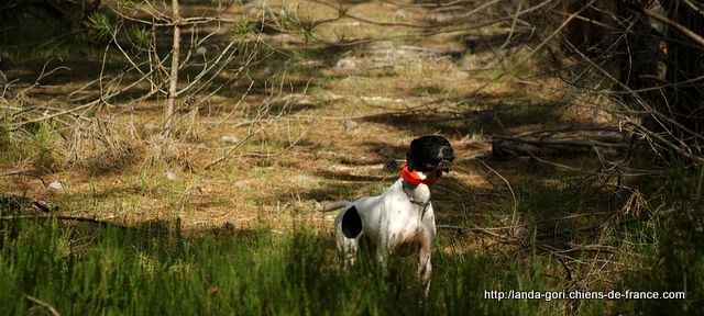 de landa gori - HEGO DE LANDA GORI  !!Training !