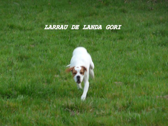 de landa gori - LARRAU DE LANDA GORI...5mois !!!