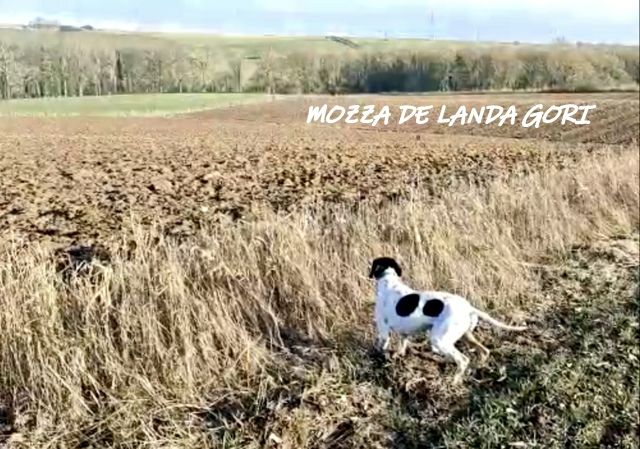 de landa gori - MOZZA DE LANDA GORI :Entraînement faisan sauvage NORD !