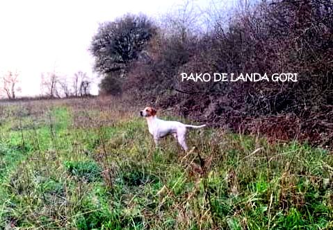 de landa gori - PAKO DE LANDA GORI :Chasse dans l'INDRE !