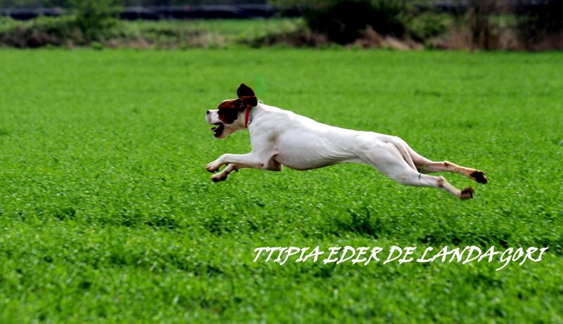 de landa gori - TTIPIA EDER DE LANDA GORI/20 mois enraînement printemps !