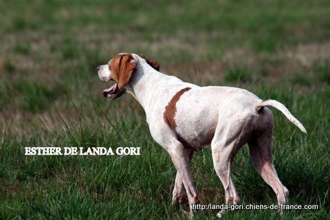 de landa gori - ESTHER DE LANDA GORI..3ème  EXCELLENT à Audinghen 