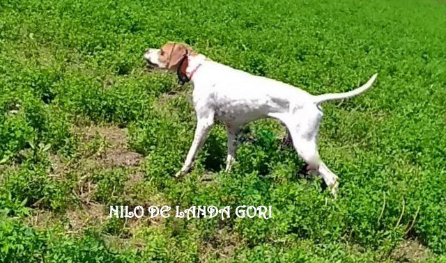 de landa gori - NILO DE LANDA GORI Entraînement !avec XAVIER !