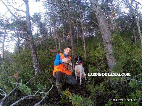 de landa gori - LARINE DE LANDA GORI , Fermeture chasse à la bécasse !!!