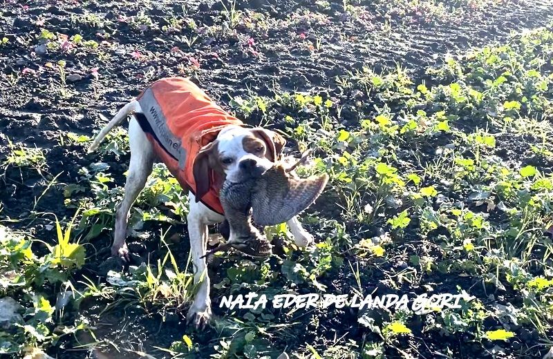 de landa gori - NAÏA EDER DE LANDA GORI :Chasse la bécasse .Acte 2 ! Rapport !