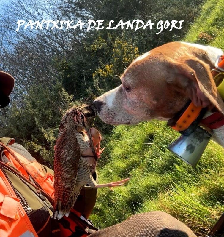 de landa gori - PANTXIKA DE LANDA GORI/Chasse la bécasse