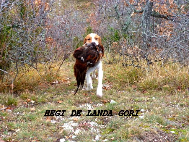 de landa gori - HEGI DE LANDA GORI...Rétro chasse /rapport !!!