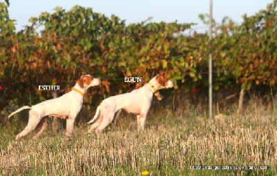 de landa gori - ESTHER et EGUN DE LANDA GORI ...CHASSE PERDRIX !