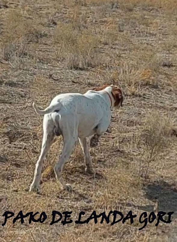 de landa gori - PAKO DE LANDA GORI/Chasse perdreaux/TURQUIE