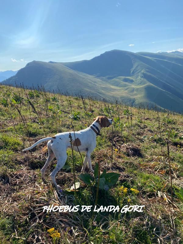 de landa gori - PHOEBUS DE LANDA GORI Entraînement perdrix montagnes Pyrenees !