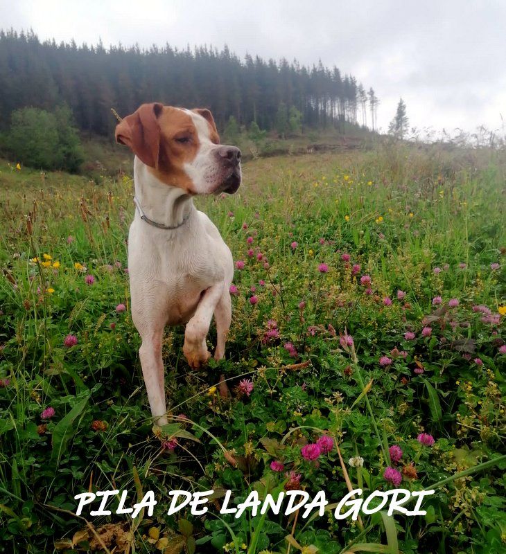 de landa gori - PILA DE LANDA GORI