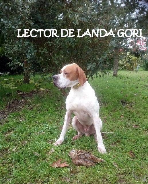 de landa gori - LECTOR DE LANDA GORI ;Chasse la bécasse LANDES !