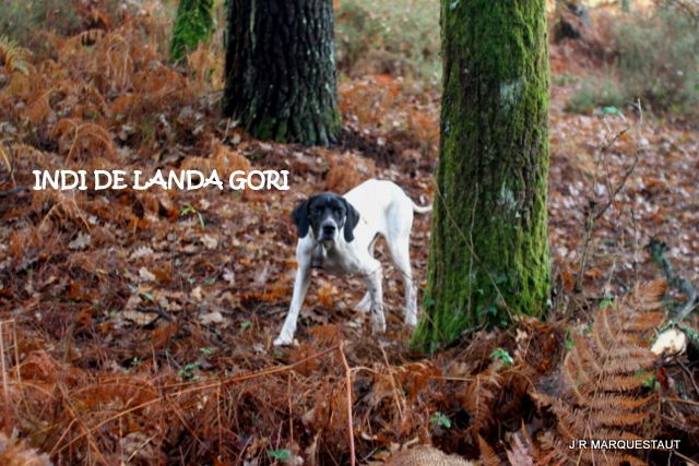 de landa gori - JONGI -INDI et NADAù DE LANDA GORI , Chasse à la bécasse ..!