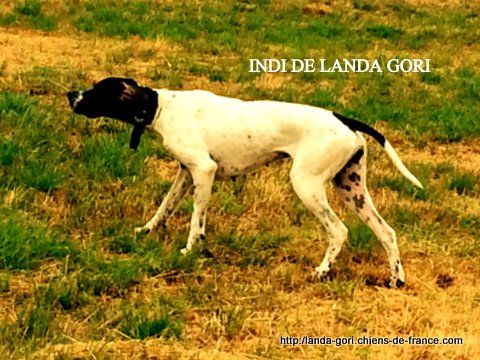 de landa gori - INDI DE LANDA GORI..Training perdrix !!