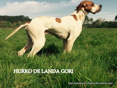 de landa gori - HURKO DE LANDA GORI...Printemps !!