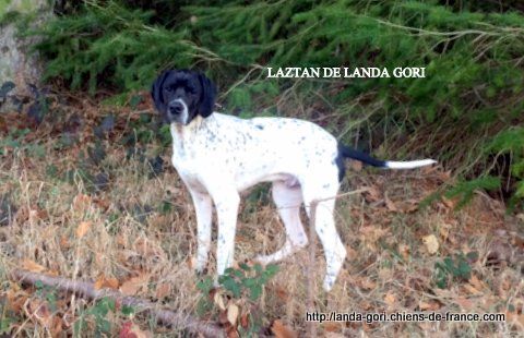 de landa gori - LAZTAN DE LANDA GORI !!! NOËL !!