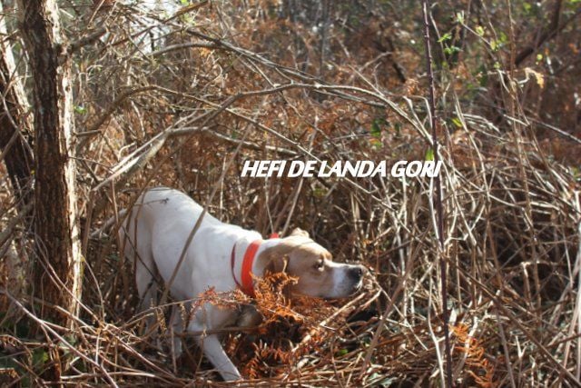 de landa gori - HEFI DE LANDA GORI...Chasse la bécasse !!!