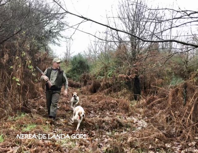 de landa gori - NEREA DE LANDA GORI : Chasse la bécasse BRETAGNE !