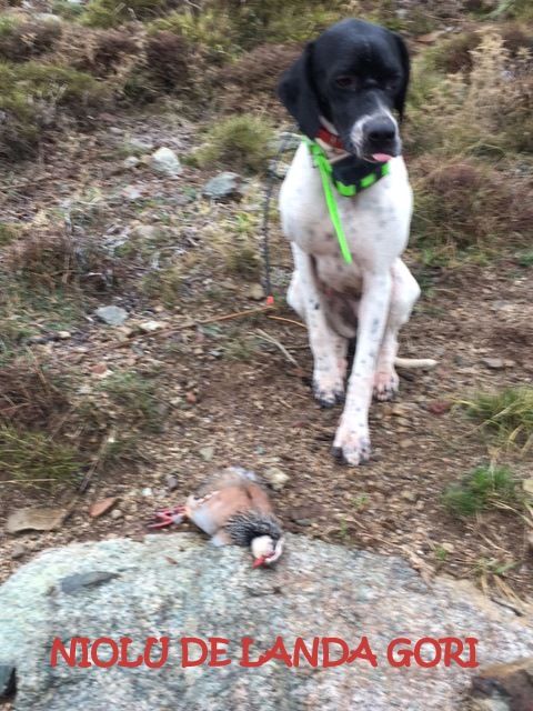 de landa gori - NIOLU DE LANDA GORI :Chasse les perdreaux dans la montagne CORSE !