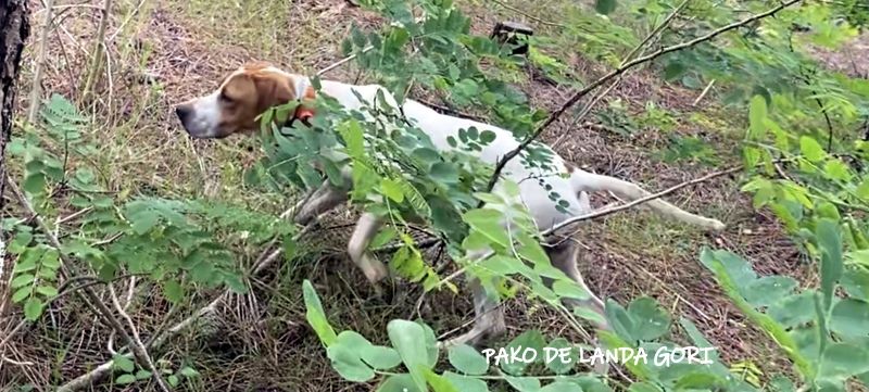 de landa gori - PAKO DE LANDA GORI;Entraînement