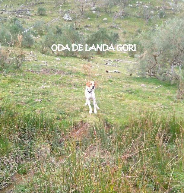 de landa gori - ODA DE LANDA GORI !! 3mois 