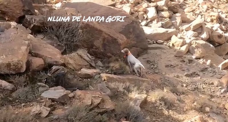 de landa gori - NLUNA DE LANDA GORI ;Chasse la perdrie Gambras Montagnes MAROC!