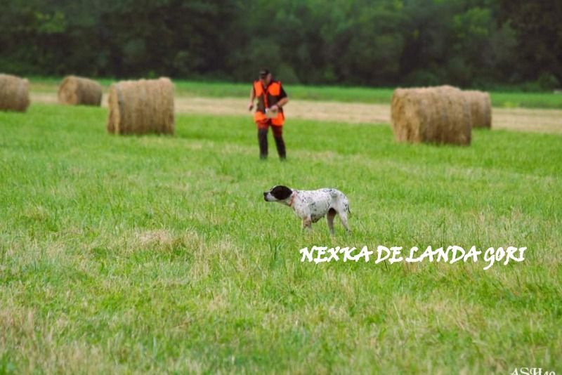 de landa gori - NEXKA DE LANDA GORI/CC Amateur Téthieu /LANDES