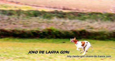 de landa gori - IPAR et JOKO DE LANDA GORI....!!