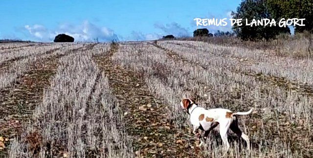 de landa gori - REMUS DE LANDA GORI :Entraînement perdreaux TOLEDE !