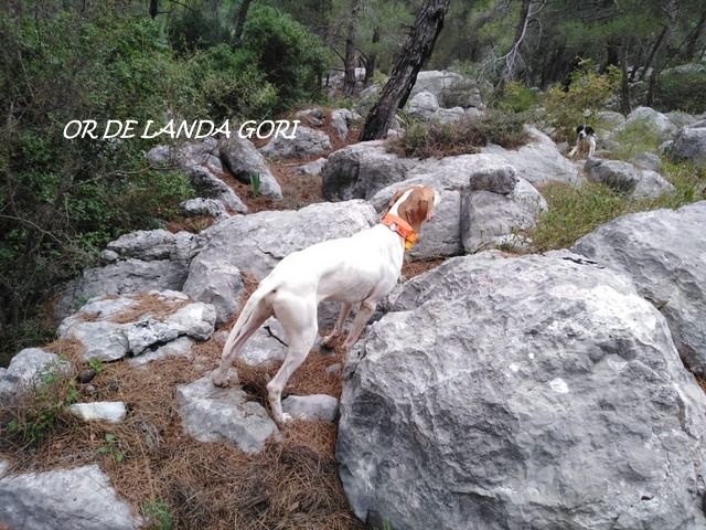 de landa gori - OR DE LANDA GORI ;Chasse la bécasse au LIBAN !