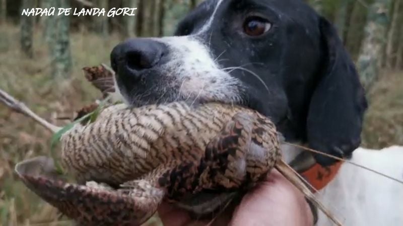 de landa gori - NADAU DE LANDA GORI :Chasse la bécasse Lituanie !