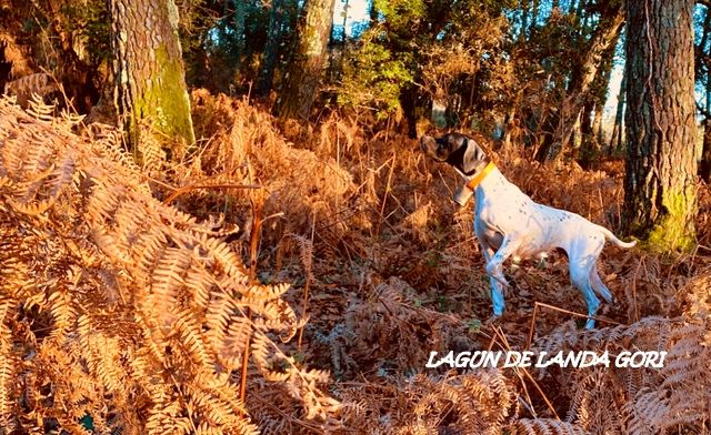 de landa gori - LAGUN DE LANDA GORI Chasse la bécasse LANDES !