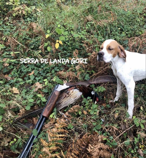 de landa gori - SERRA DE LANDA GORI 5mois Chasse LANDES !