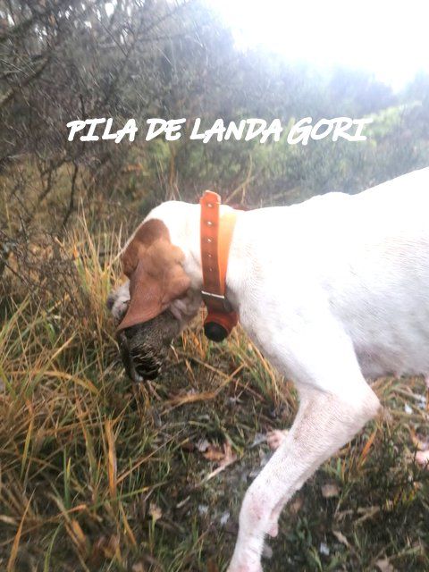 de landa gori - PILA DE LANDA GORI :Chasse la bécasse montagne ESPAGNE !