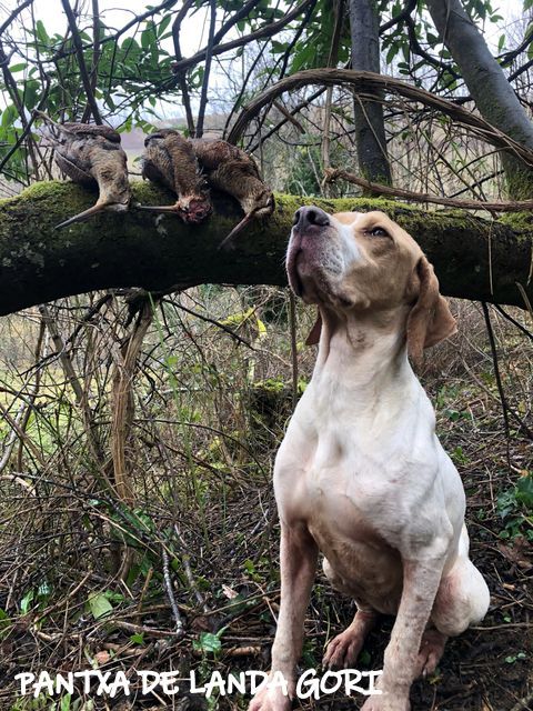 de landa gori - PANTXA DE LANDA GORI ;Chasse la bécasse montagnes PYRENEES