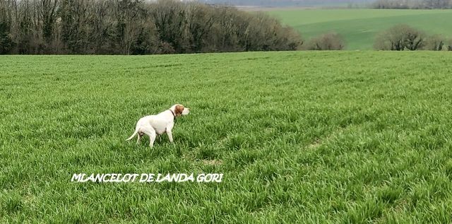 de landa gori - MLANCELOT DE LANDA GORI:Entraînement printemps Perdreaux !!