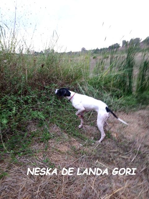 de landa gori - NESKA DE LANDA GORI :Chasse cailles en TURQUIE !