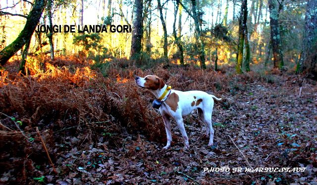 de landa gori - JONGI DE LANDA GORI : Chasse la bécasse ..!