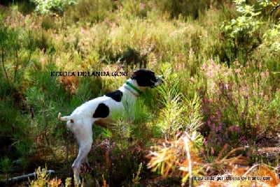 de landa gori - Ouverture de la chasse !! ETXOLA !