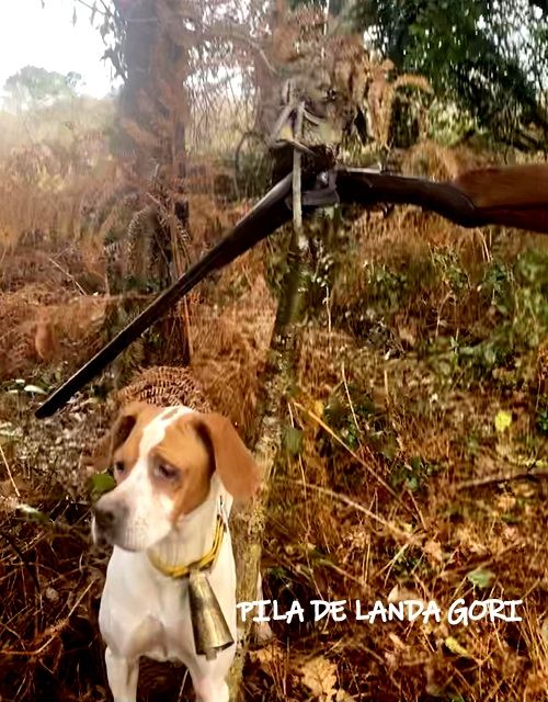 de landa gori - PILA DE LANDA GORI ;Chasse la bécasse DORDOGNE !